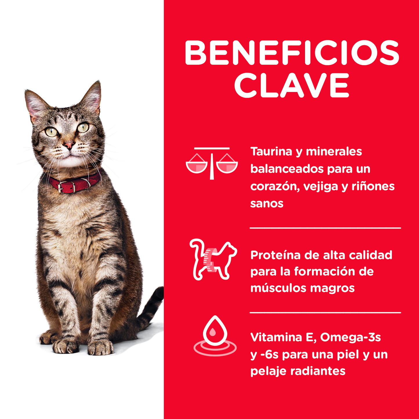 Alimento Hill's Science Diet Original Adulto Para Gato