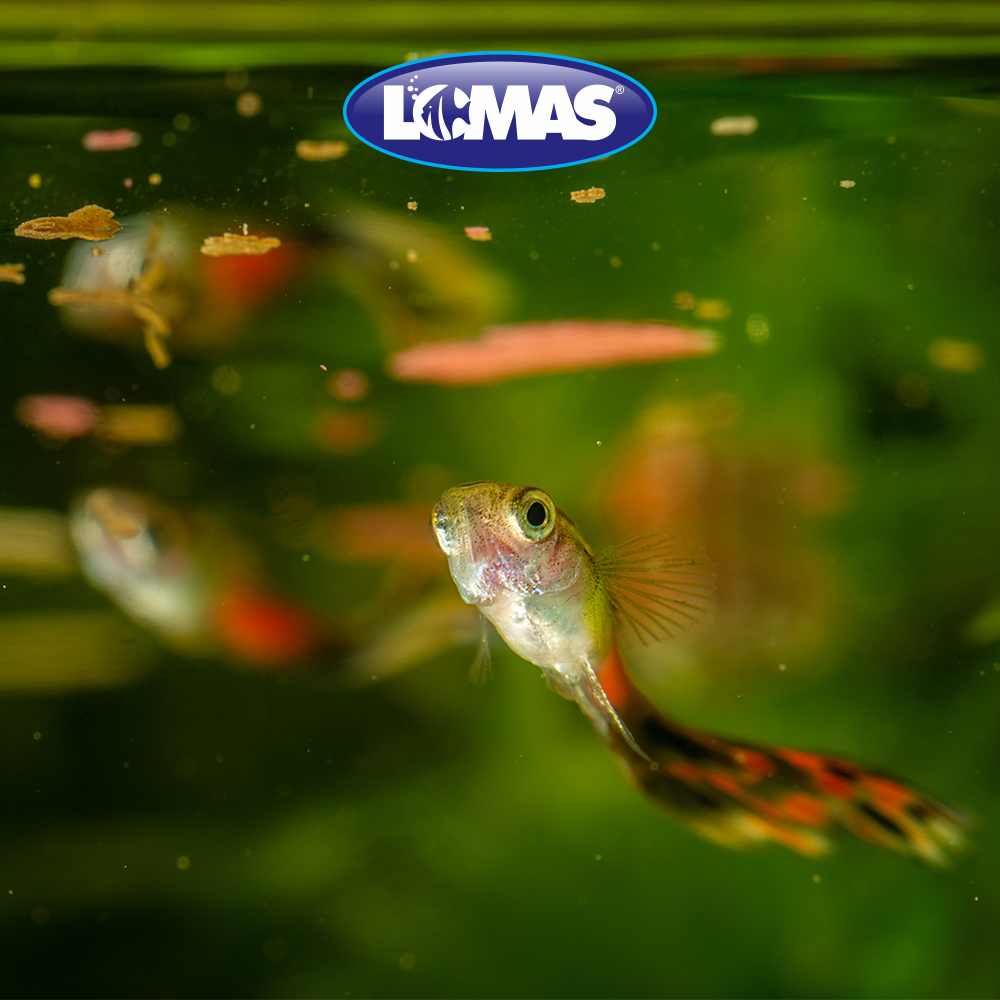 Hojuelas Básicas Para Peces Tropicales 10g