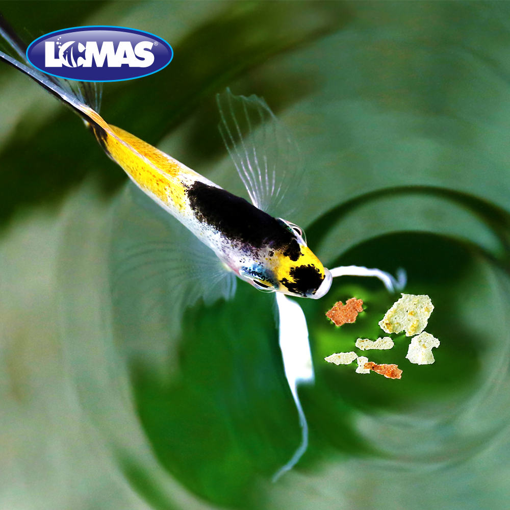 Hojuelas Básicas Para Peces Tropicales 20g