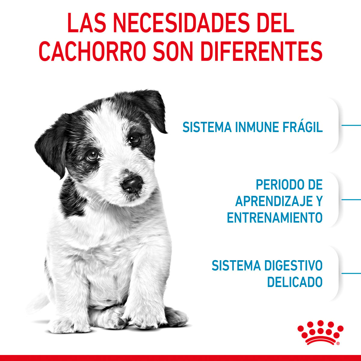 Alimento Royal Canin Para Perro Cachorro Raza Pequeña