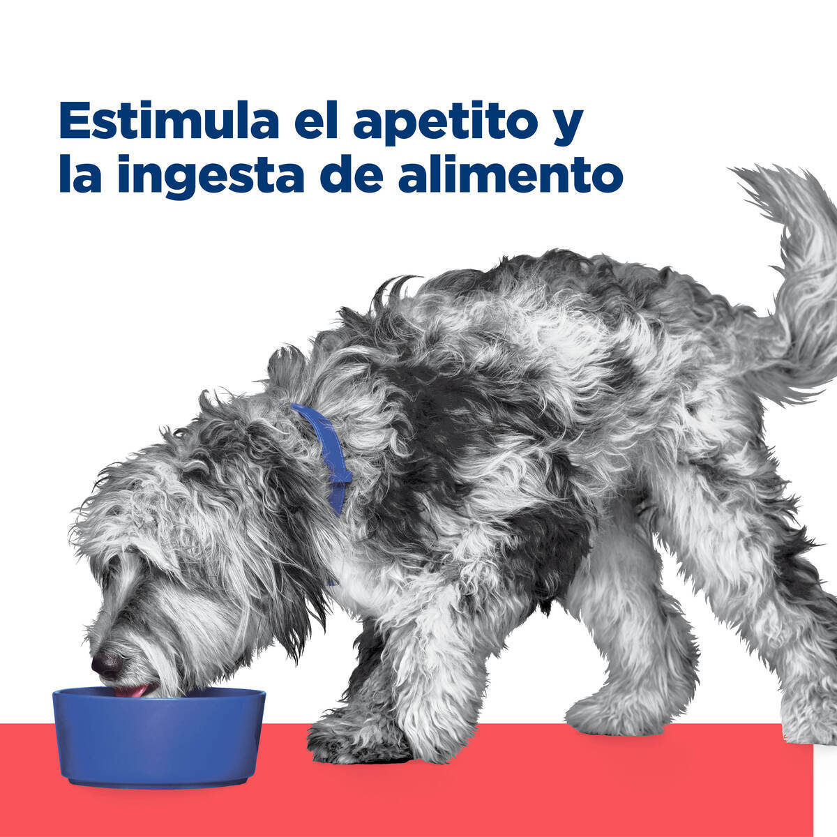 Hill's Prescription Diet Onc Care Alimento Húmedo Oncológico para Perro Adulto 354 g (UNICAMENTE BAJO PEDIDO)