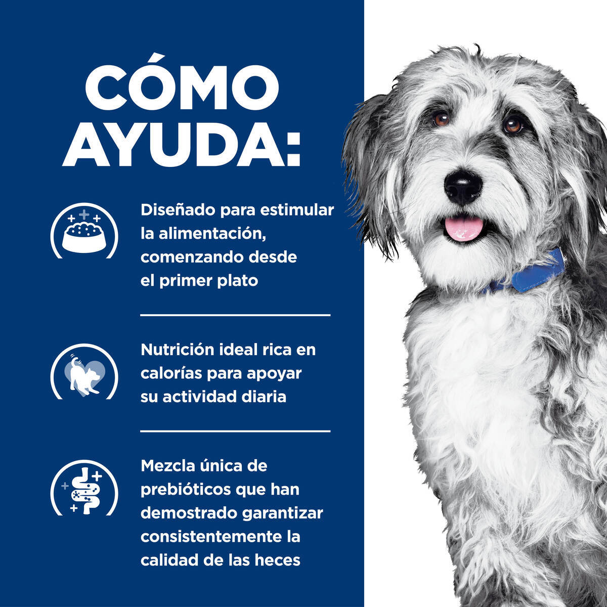 Hill's Prescription Diet Onc Care Alimento Húmedo Oncológico para Perro Adulto 354 g (UNICAMENTE BAJO PEDIDO)
