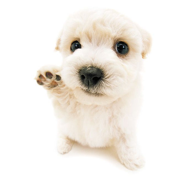 Perro