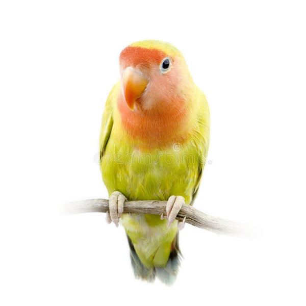 Aves