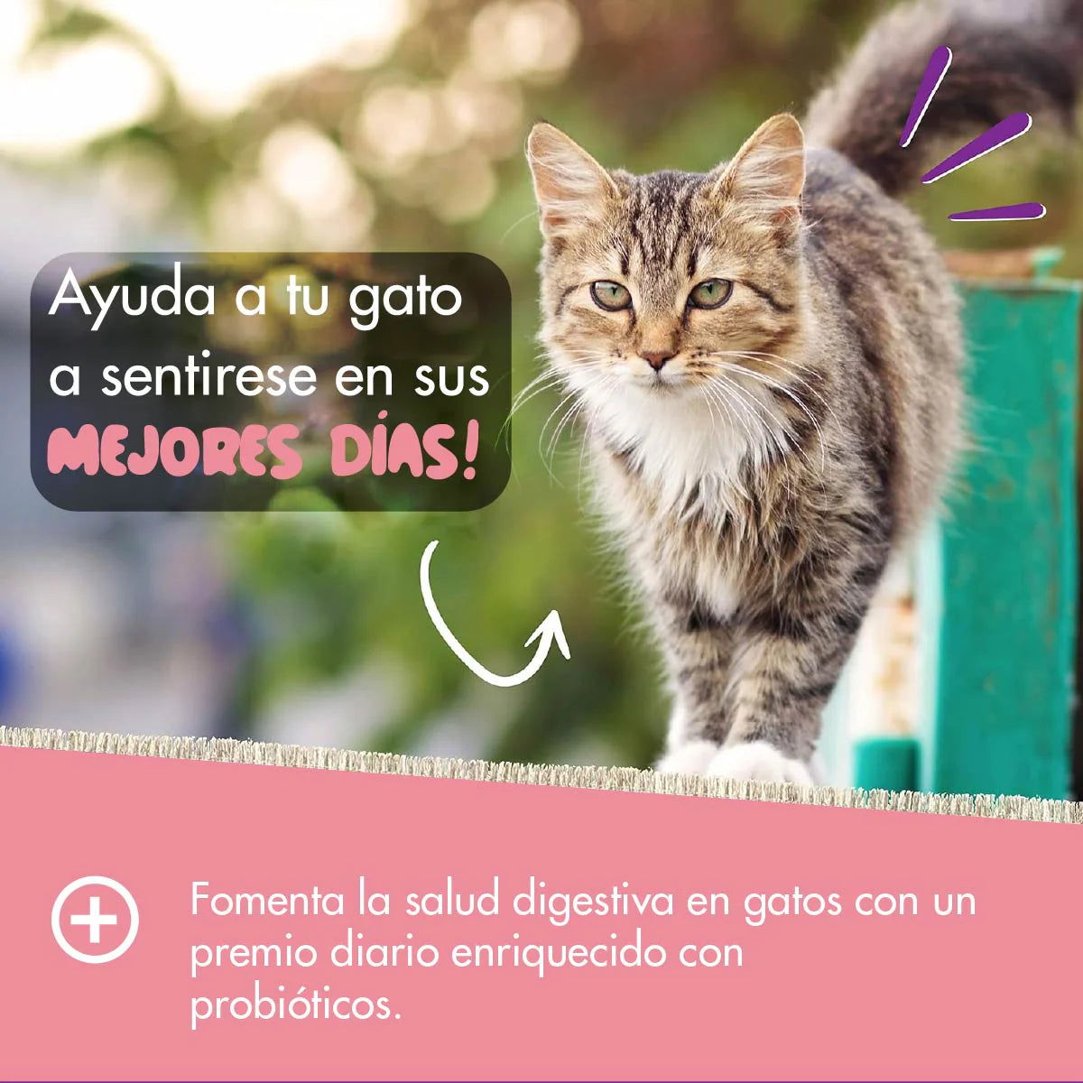 Pet Naturals Daily Probiotic Para Gatos 30 Masticables