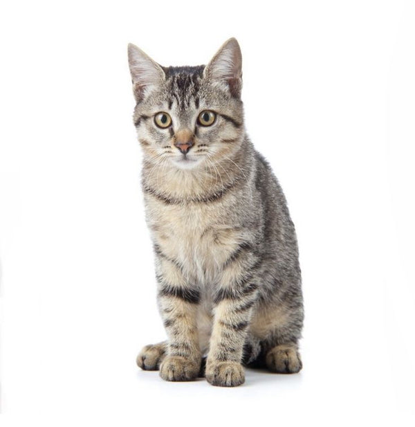 Gato