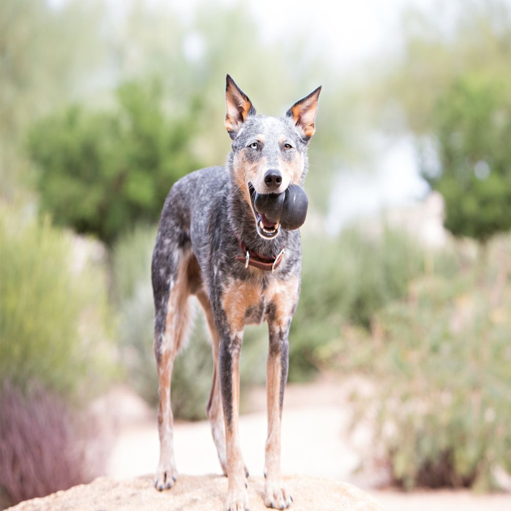 Juguete Kong Extreme Grande Para Perro