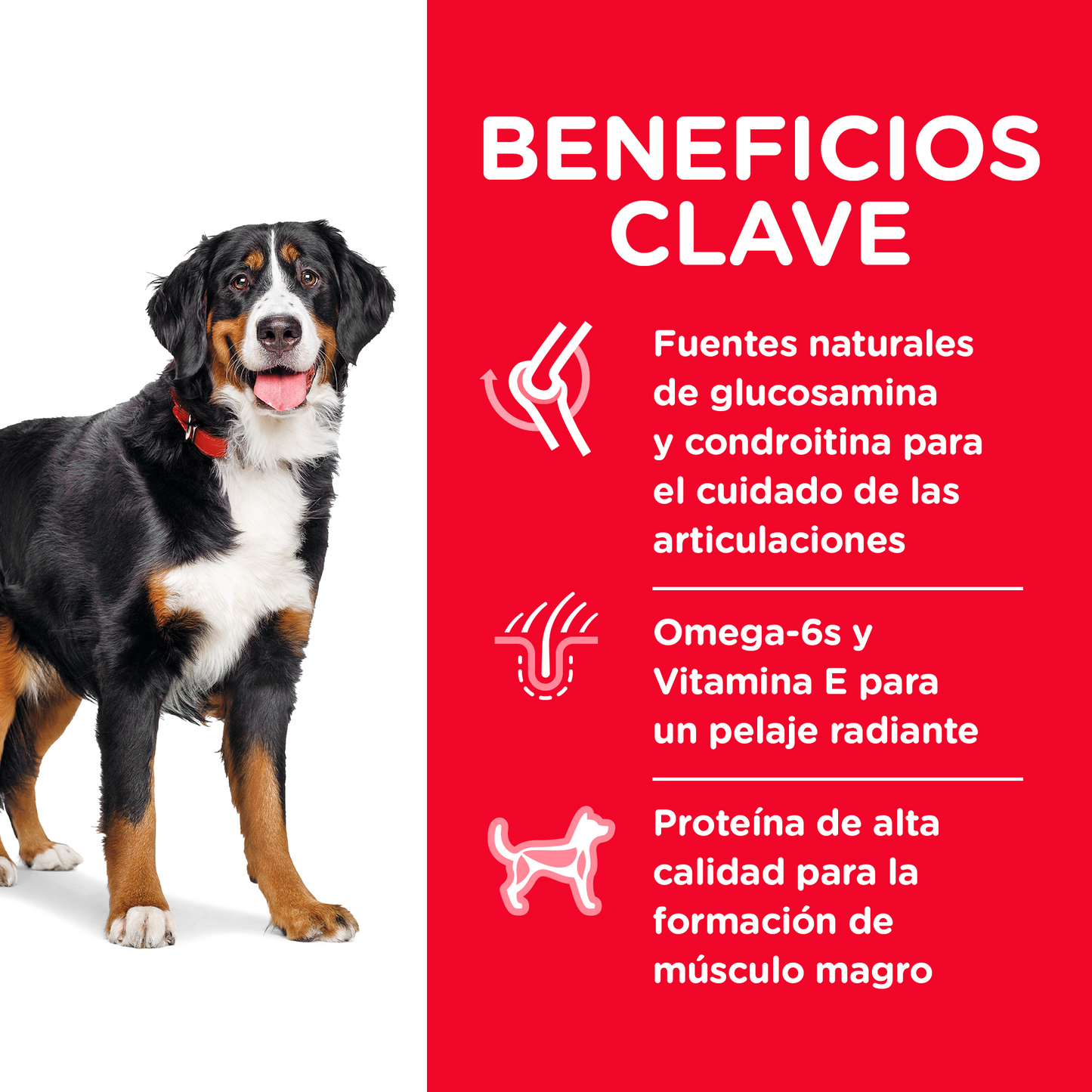 Alimento Hill's Science Diet Adult Large Breed (ÚNICAMENTE BAJO PEDIDO)